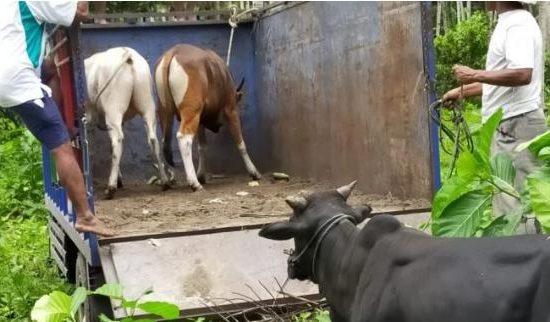 Dari Gubernur, Dishut Salurkan 9 Ekor Sapi Qurban