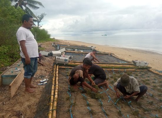 Kelompok Usaha Pesisir Utara Budidaya Rumput Laut