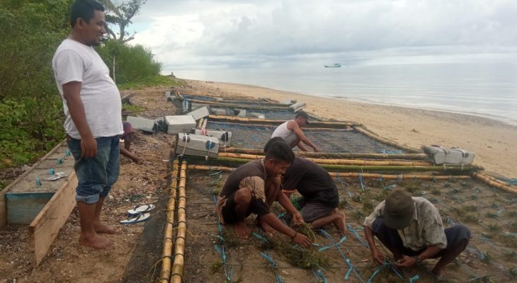 Kelompok Usaha Pesisir Utara Budidaya Rumput Laut