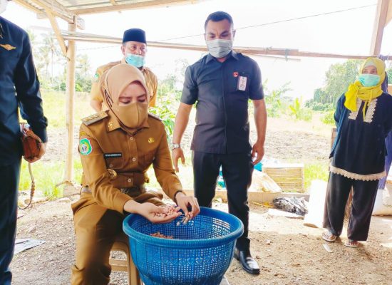 Bupati Kepsul Tinjau Perkebunan Kacang Lokal Fukuweu