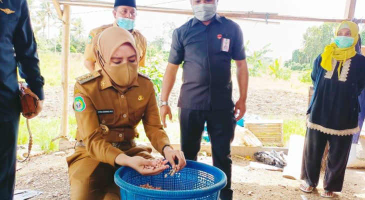Bupati Kepsul Tinjau Perkebunan Kacang Lokal Fukuweu