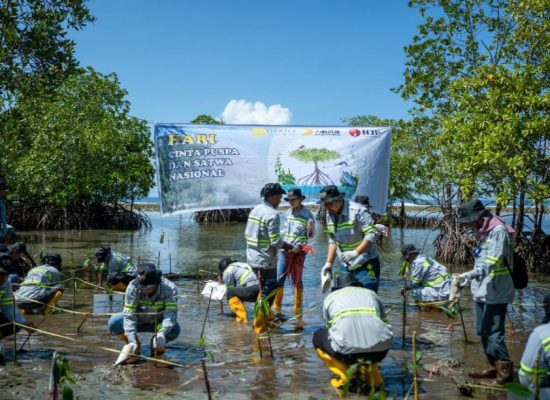Komitmen Lestarikan Lingkungan, Harita Nickel Tanam Mangrove di Desa Soligi