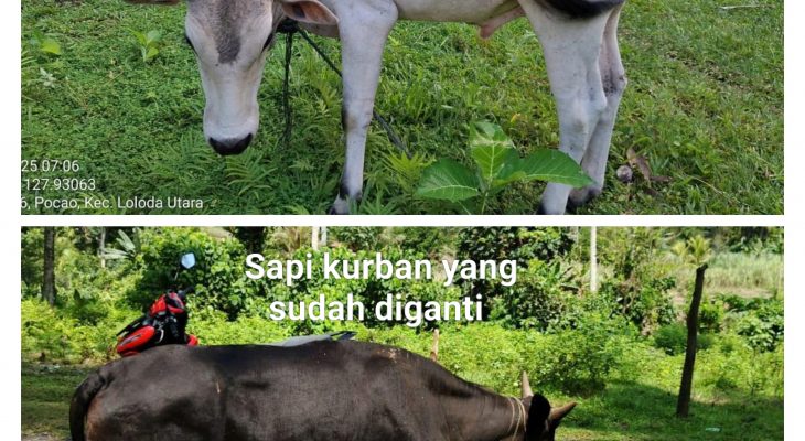 Jelang Idul Adha, Pemprov Malut Intensif Pantau Bantuan Kurban: Sapi di Facao Diganti karena Tak Sesuai Spesifikasi