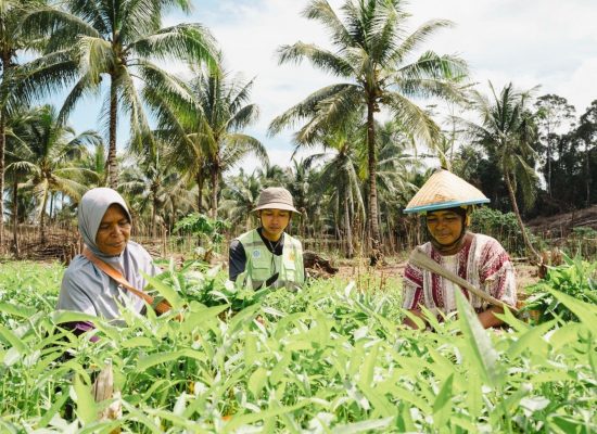 Luput dari Diskusi Publik, Perempuan di Pulau Obi Bangun Kebun Hortikultura Mandiri