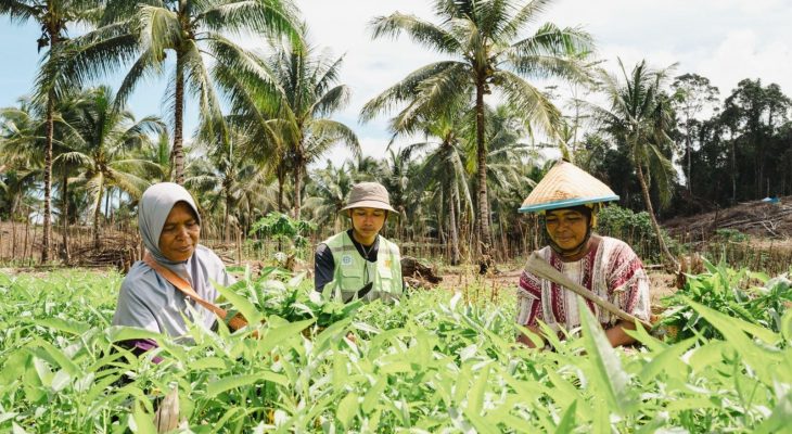 Luput dari Diskusi Publik, Perempuan di Pulau Obi Bangun Kebun Hortikultura Mandiri